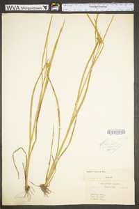 Juncus biflorus image