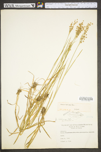 Juncus biflorus image