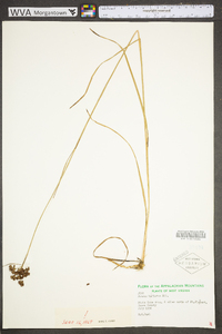 Juncus biflorus image