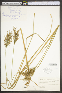 Juncus biflorus image