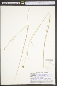 Juncus brachycarpus image