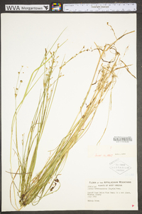 Juncus brevicaudatus image