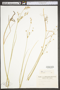 Juncus brevicaudatus image