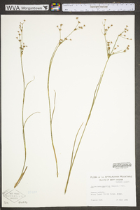 Juncus brevicaudatus image