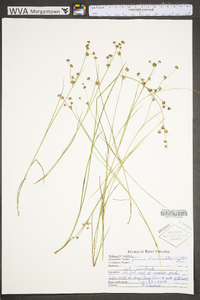 Juncus brevicaudatus image