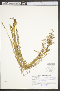 Juncus brevicaudatus image