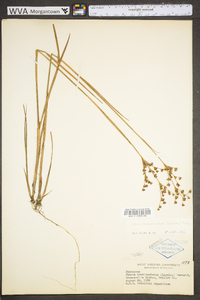 Juncus brevicaudatus image