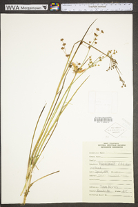 Juncus brevicaudatus image