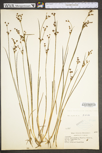 Juncus brevicaudatus image