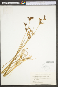 Juncus brevicaudatus image