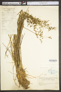 Juncus brevicaudatus image