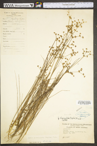 Juncus brevicaudatus image