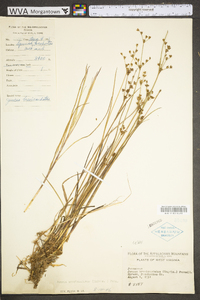 Juncus brevicaudatus image