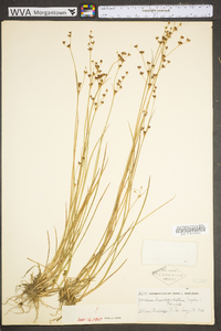 Juncus brevicaudatus image