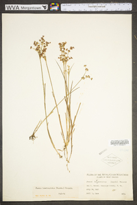 Juncus brevicaudatus image