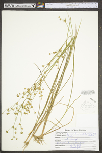 Juncus brevicaudatus image