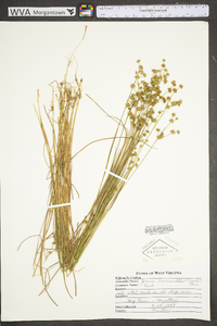 Juncus brevicaudatus image