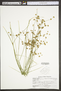 Juncus brevicaudatus image