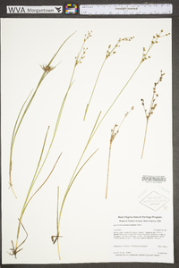 Juncus brevicaudatus image