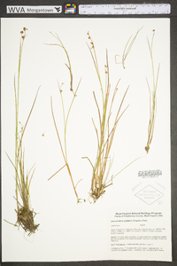 Juncus brevicaudatus image