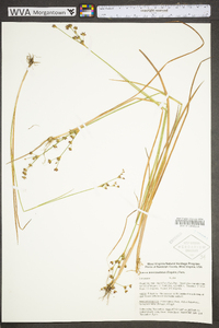 Juncus brevicaudatus image