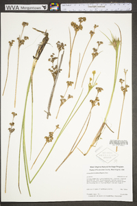 Juncus brevicaudatus image