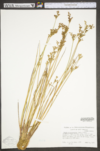 Juncus brevicaudatus image