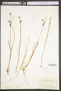 Juncus brevicaudatus image