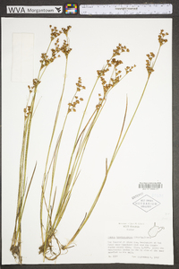 Juncus brevicaudatus image