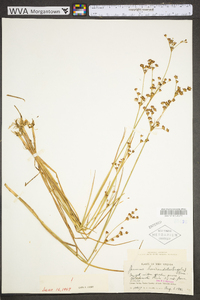 Juncus brevicaudatus image