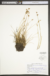 Juncus brevicaudatus image