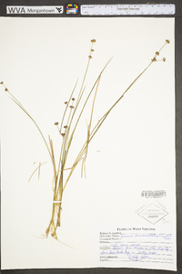 Juncus brevicaudatus image