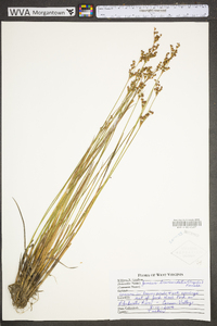 Juncus brevicaudatus image