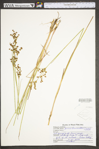 Juncus brevicaudatus image