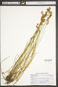 Juncus brevicaudatus image