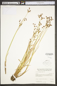 Juncus brevicaudatus image