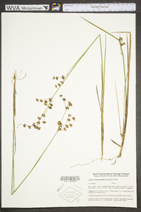 Juncus brevicaudatus image