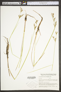 Juncus brevicaudatus image