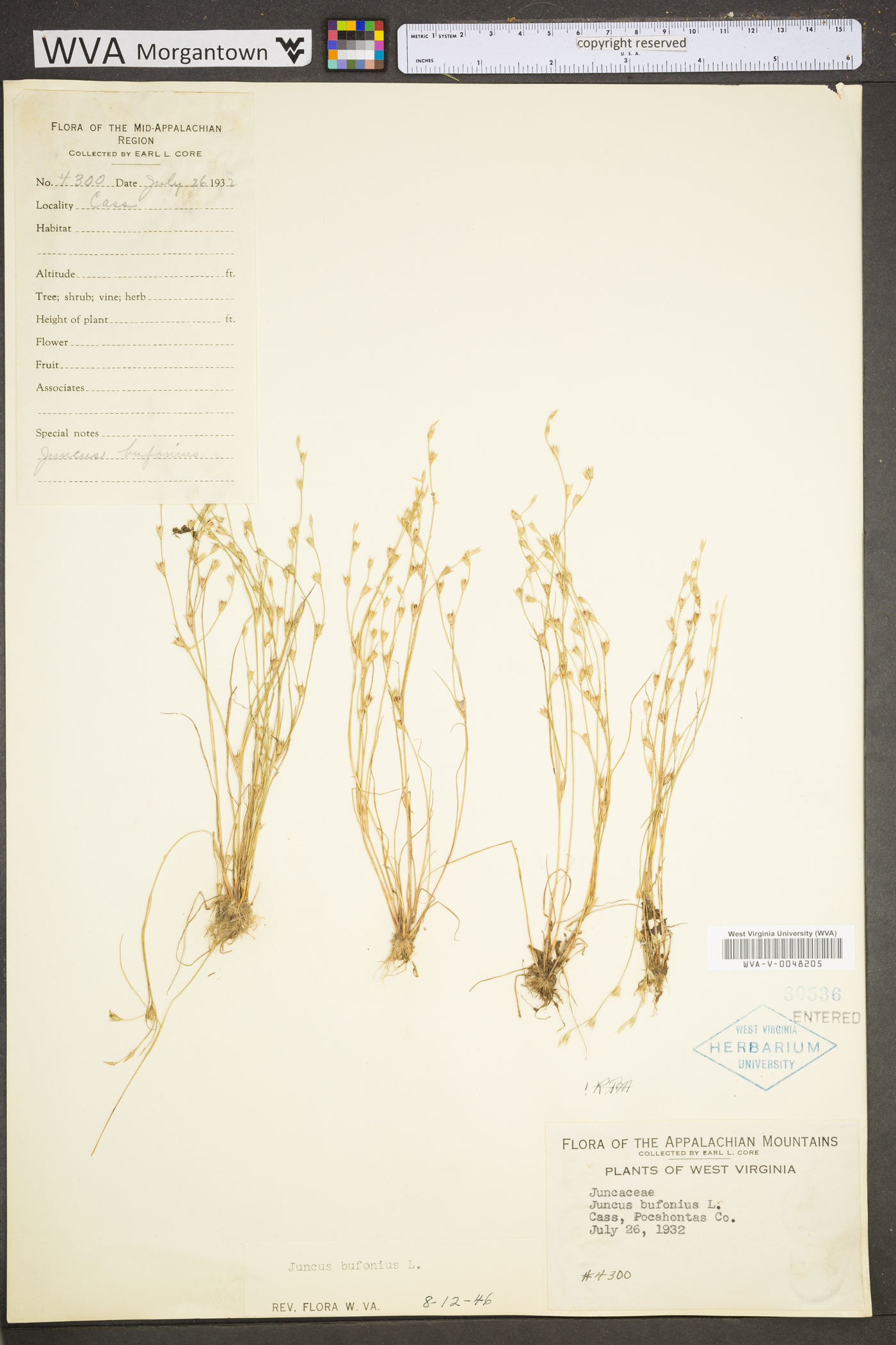 Juncus bufonius var. bufonius image