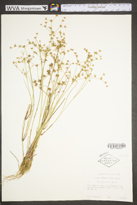 Juncus diffusissimus image