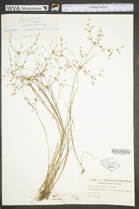 Juncus diffusissimus image