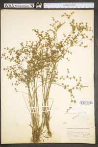 Juncus diffusissimus image