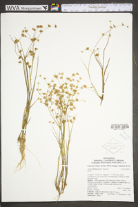 Juncus diffusissimus image