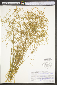 Juncus diffusissimus image