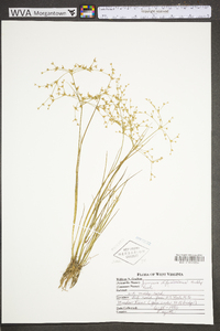 Juncus diffusissimus image