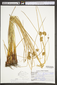 Juncus effusus var. conglomeratus image