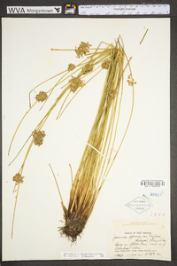 Juncus effusus var. pylaei image