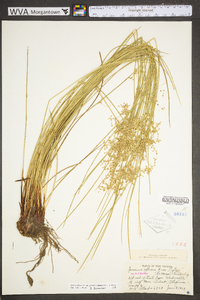 Juncus effusus var. pylaei image