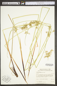 Juncus effusus var. pylaei image