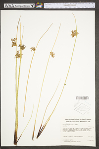 Juncus effusus var. pylaei image